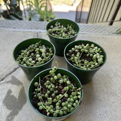 string of pearls variegated