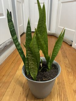 Snake Plant
