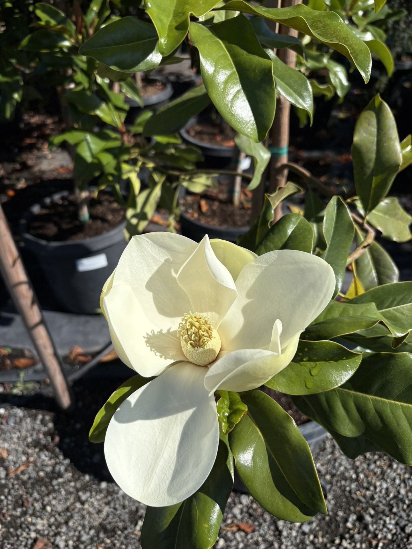 HUGE Magnolia Trees