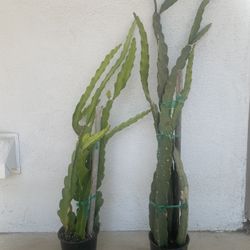 Dragonfruit Plant