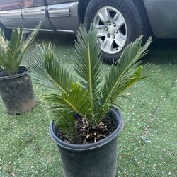 Sago Palm