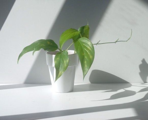 Rare Aroid Monstera Lechleriana Plant/ House Plant/ Indoor Plant/ Flower Patio Garden 