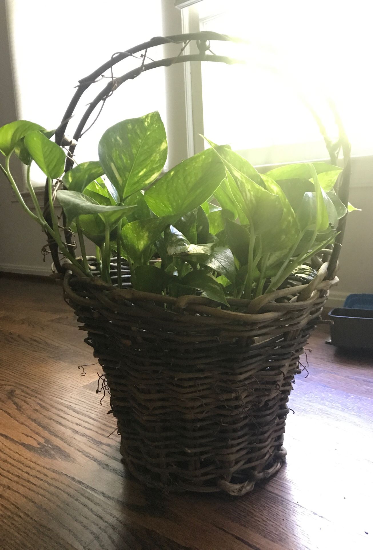 Plant with basket