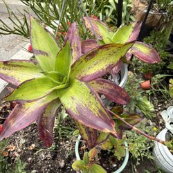 callisia fragrans Color Pink 