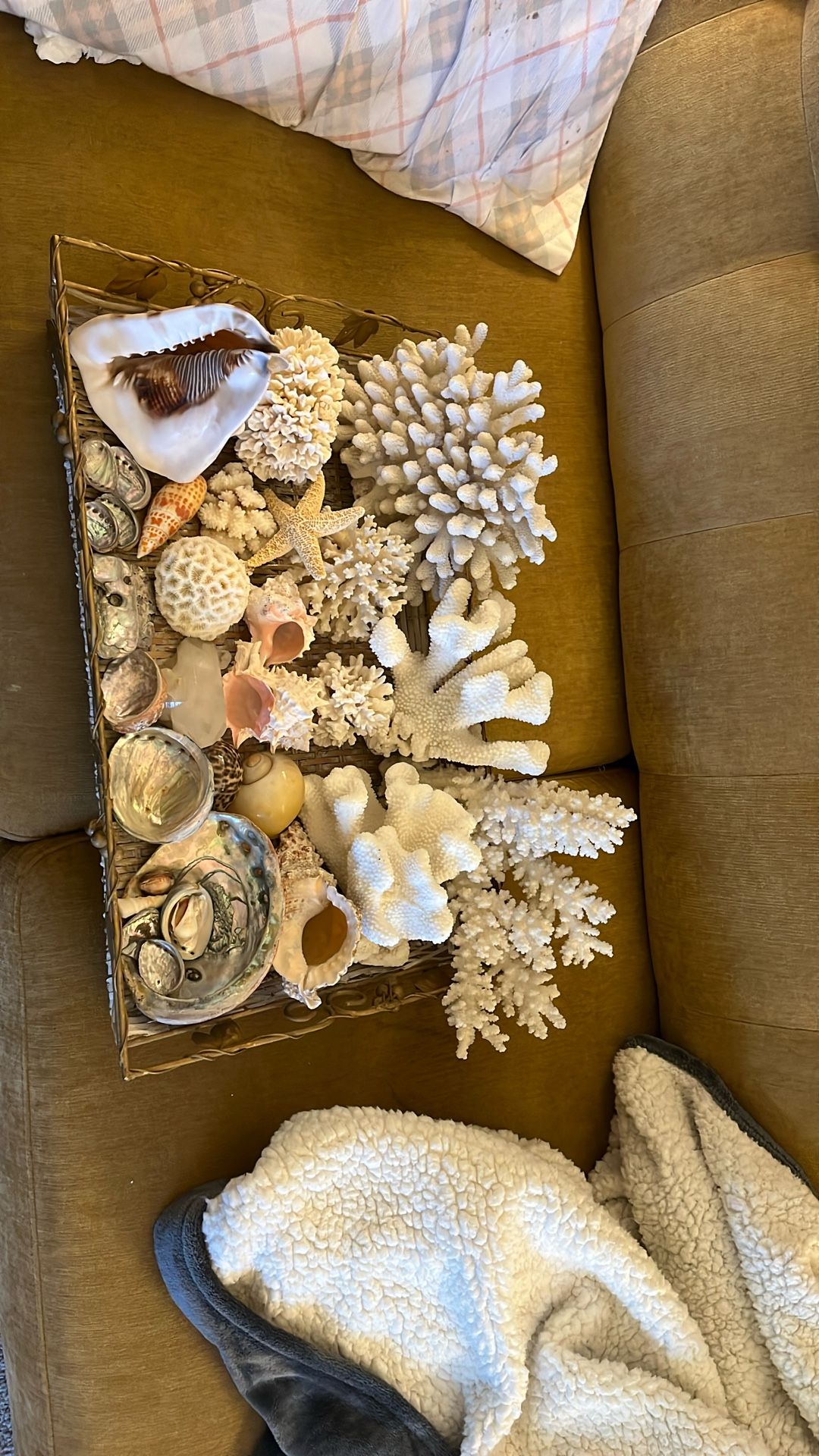 Huge lot Of Seashells & Coral