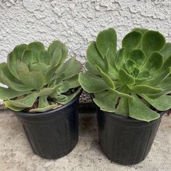 Pair of 1 Gallon Pots Succulent Plant - Giant Aeonium Canariense - Giant Velvet Tree Aeonium - Rooted & Established - Drought Resistant- 🪴 