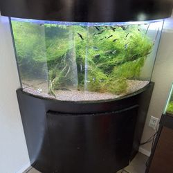 50 Gallon Corner Fish Tank
