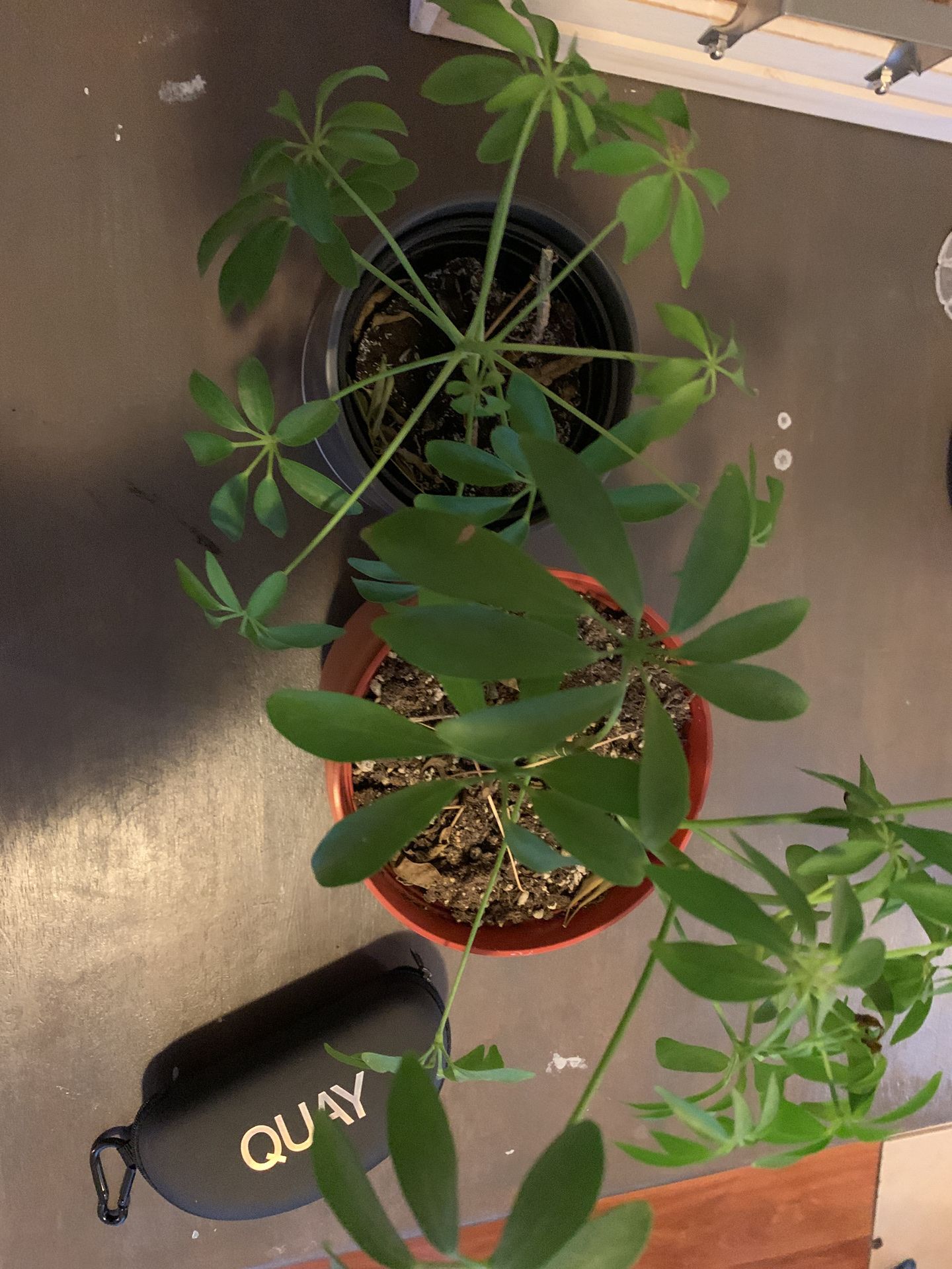 Two umbrella plants make an offer