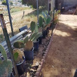 Nopales.  Cactus Plants