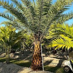 Silvester Palm Canary Palms All Sizes Available Ask For Prices