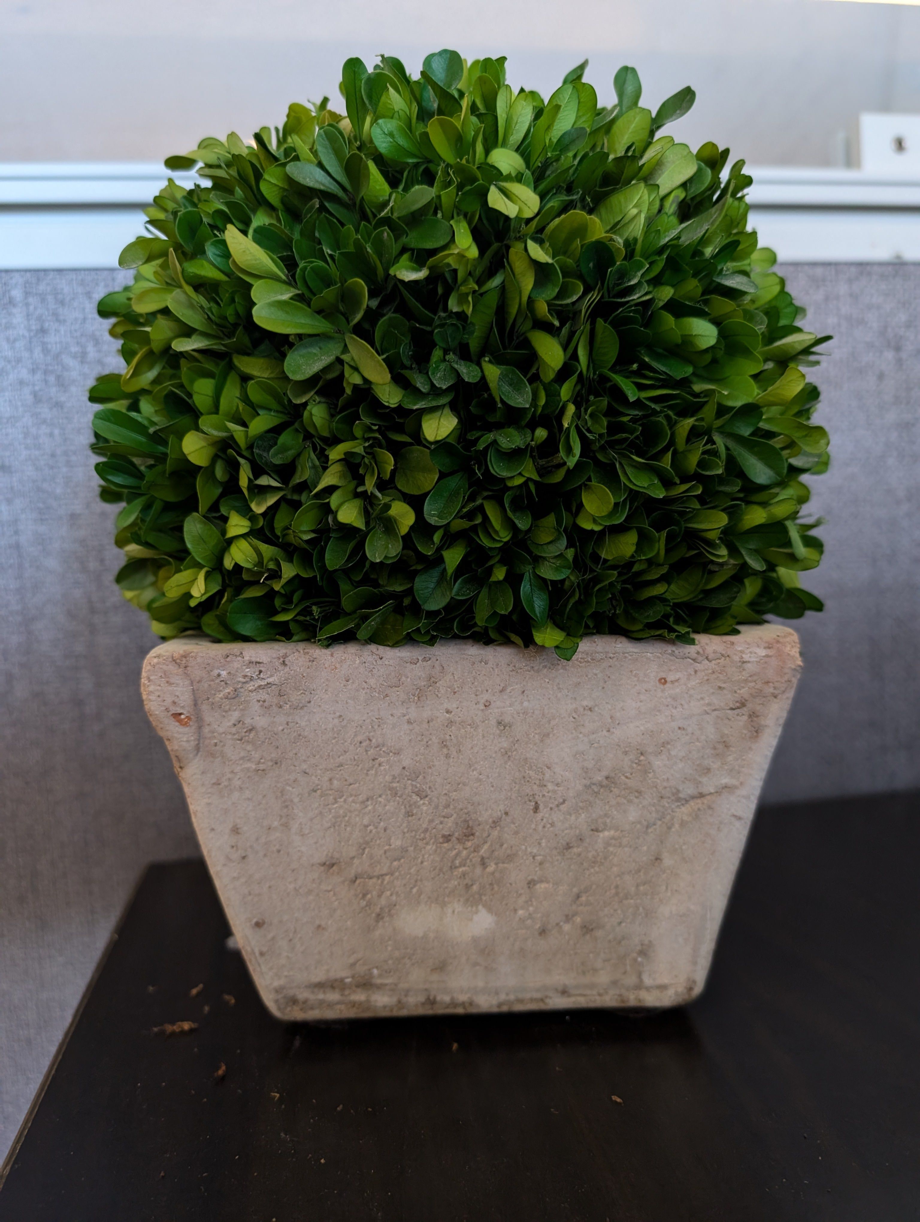 Faux Boxwood Topiary Ball in Square Stone Pot