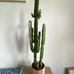 Candelabra Cactus 🌵🫶🏽