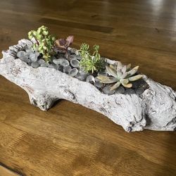Ceramic Log With Four Succulents