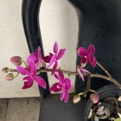 Orchid 12$