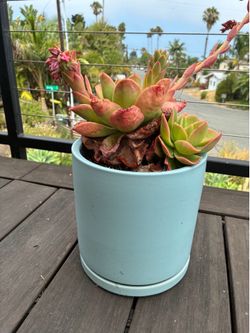 Large Succulent (House Leek)