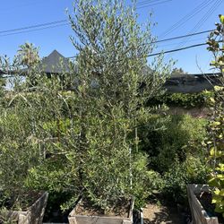 Olive Tree