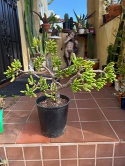 Bonsai Shrek Ear Crassula Ovata Gollum Succulent Plant