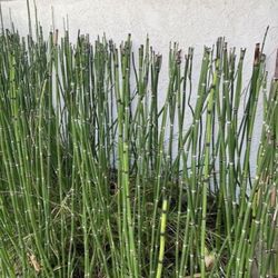 Bundle Of 2 x 1 Gallon Pots - Horsetail Plant Equisetum - About 10 reeds each gallon ranging from 12” to 40” tall. Rooted and Ready to be planted. 🪴
