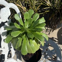 Succulent that Needs Transplanting! Disneyland money !