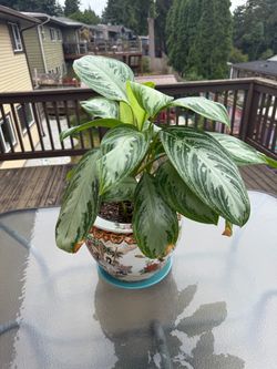 Aglaonema Chinese Evergreen Plant in Decorative Pot