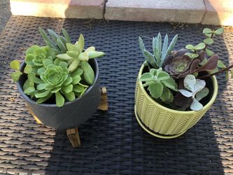 Assorted Succulent Arrangements In A Ceramic Pot 