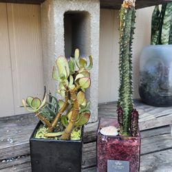 Succulents Live Plants, GARDEN Drought Friendly 