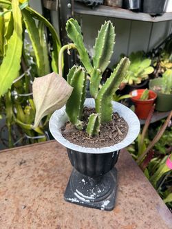 Stappelia plant