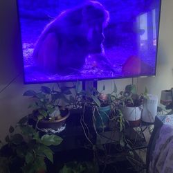 Flat Screen Hisense Tv 