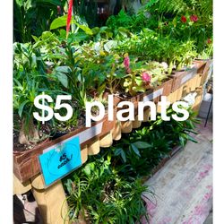 Plants Sale🌿$5 each