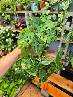 Monstera esqueleto 4" pot