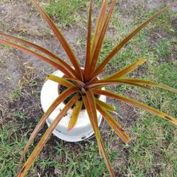 Ornamental Pineapple $5.00