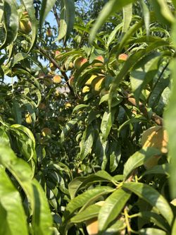 Organic Fresh Picked Peaches