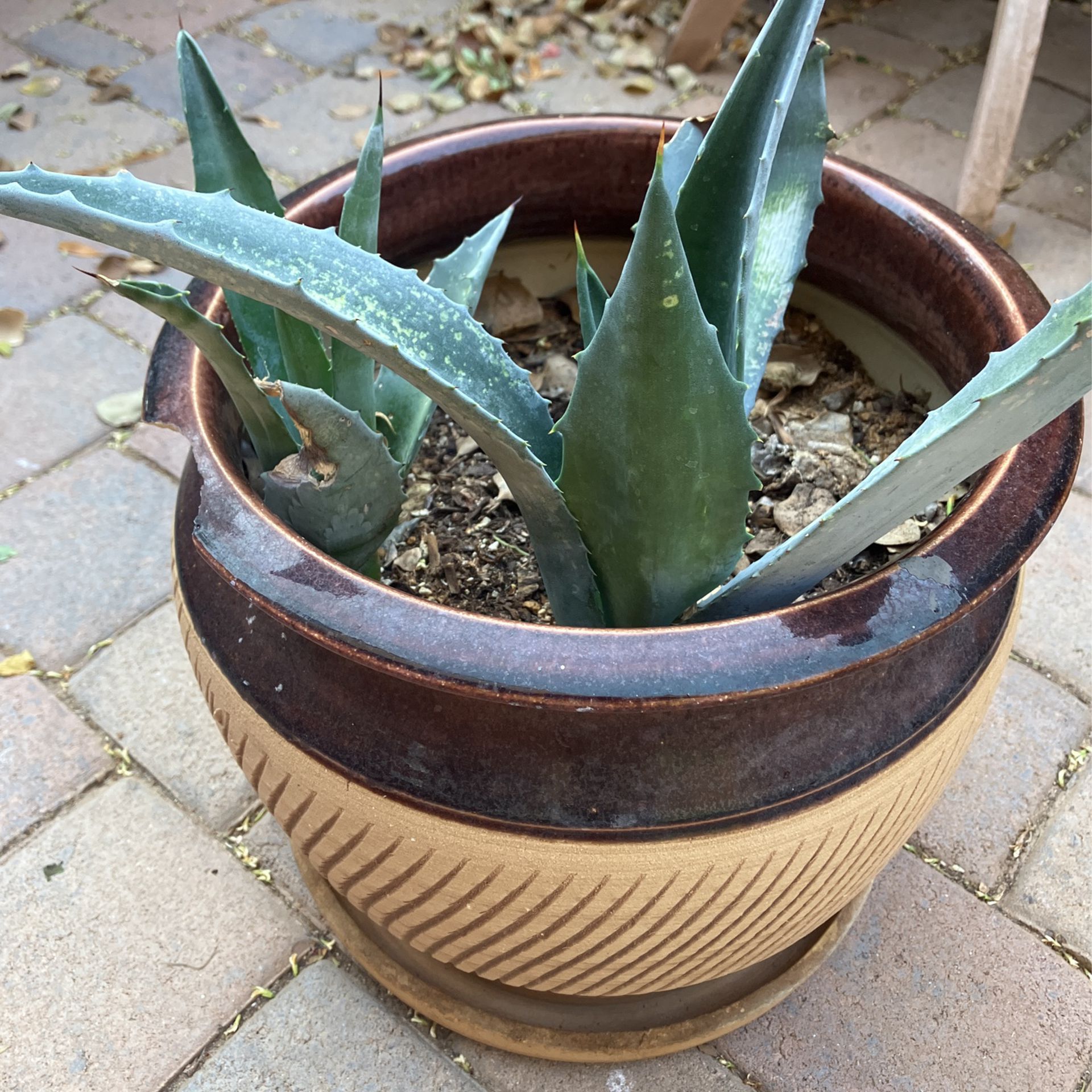 Pending Pickup- Free Agave