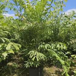 fishtail palms  over 8 to 10 feet tall Instant probabilidad Hedge For Fence 