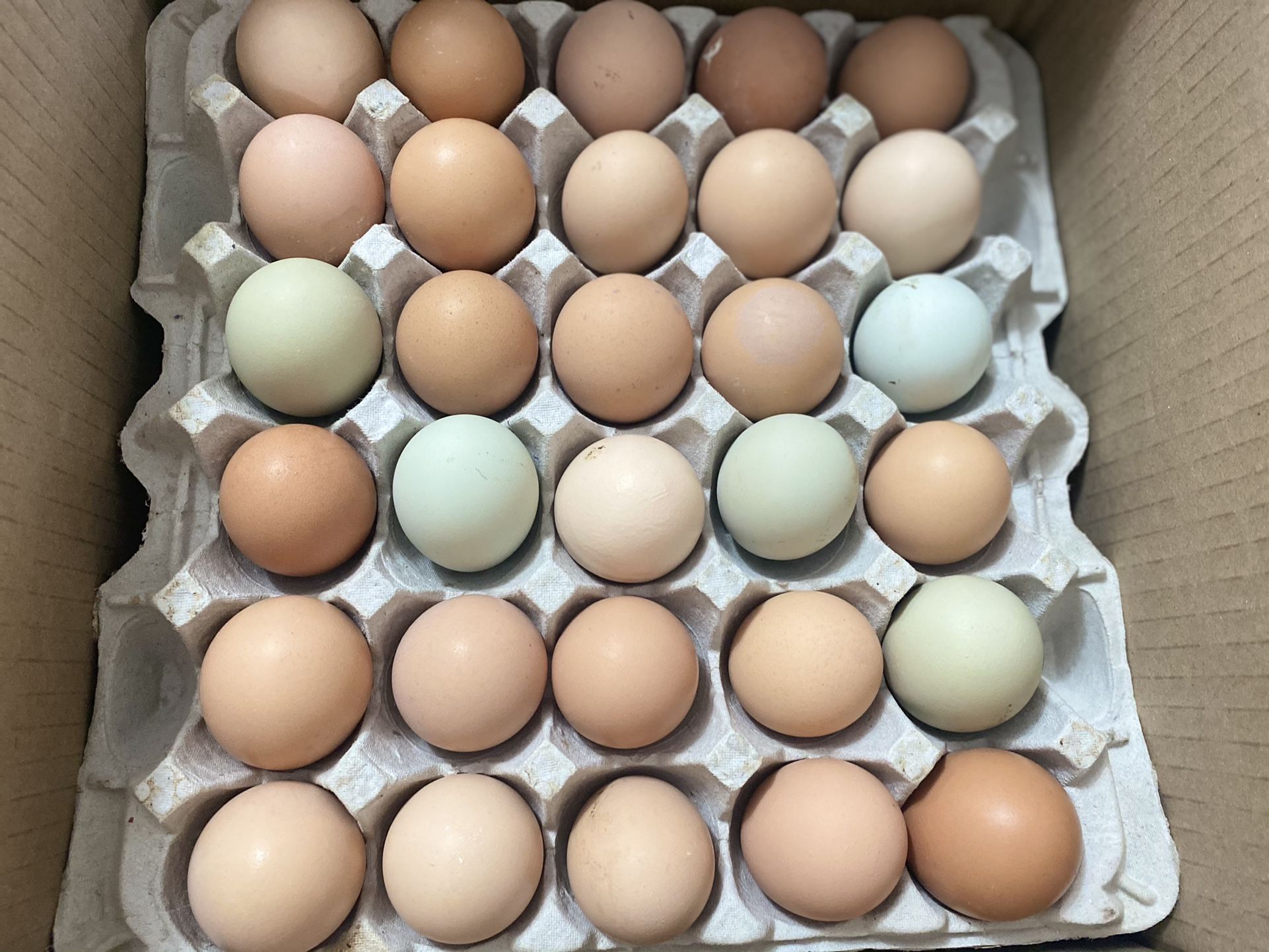 Fresh Organic Eggs For Sale