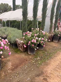 Pink iceberg roses 15 gal