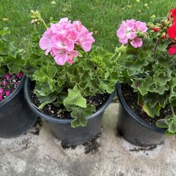 Geraniums 13$ Each 