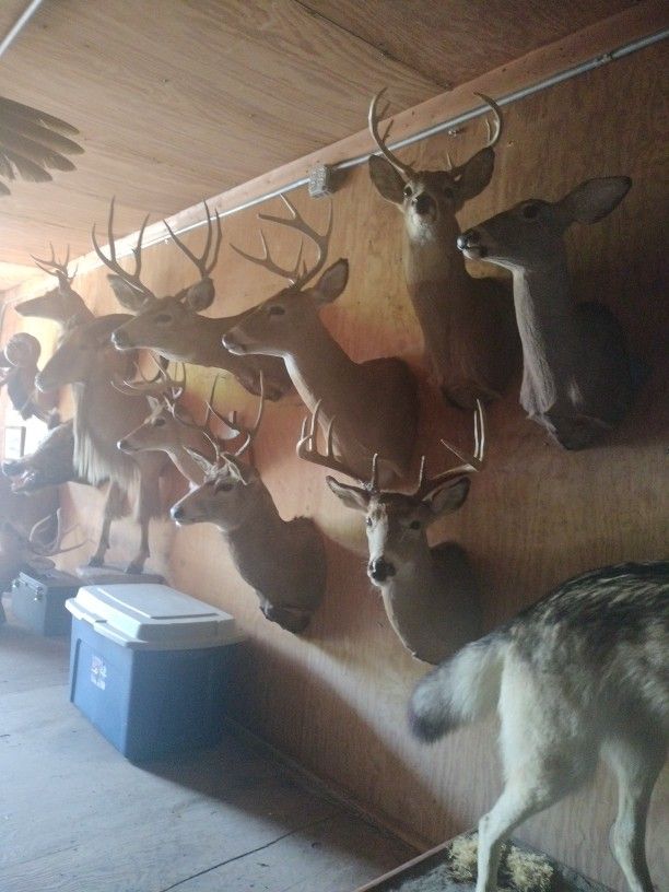 Mounts