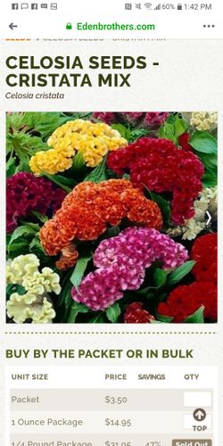 Celosia garden flowers