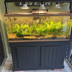 Fish Tank  With All Fishes Included 
