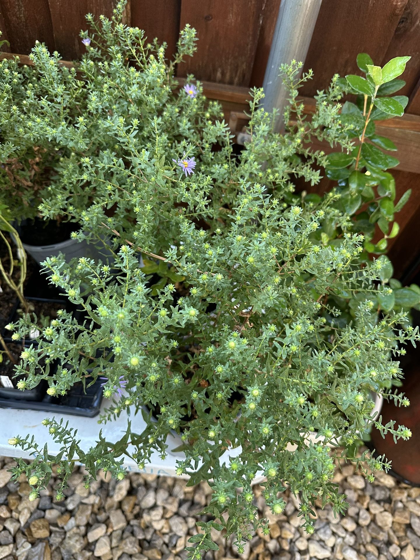 Fall Aster Plants / Plantas
