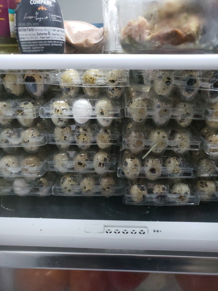 Jumbo Quail Eggs