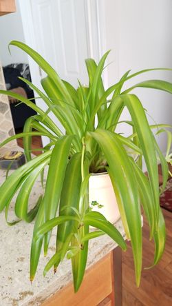 Spider Plants: How to Grow and Care for Spider Plants