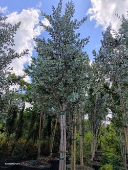 Silver Buttonwood Tree 45gl $330🏡🏡🏡