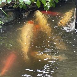 Koi Fish