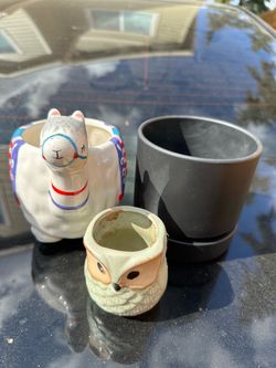 Plants Pot