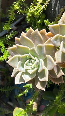 succulents variety of plants a good size bag full