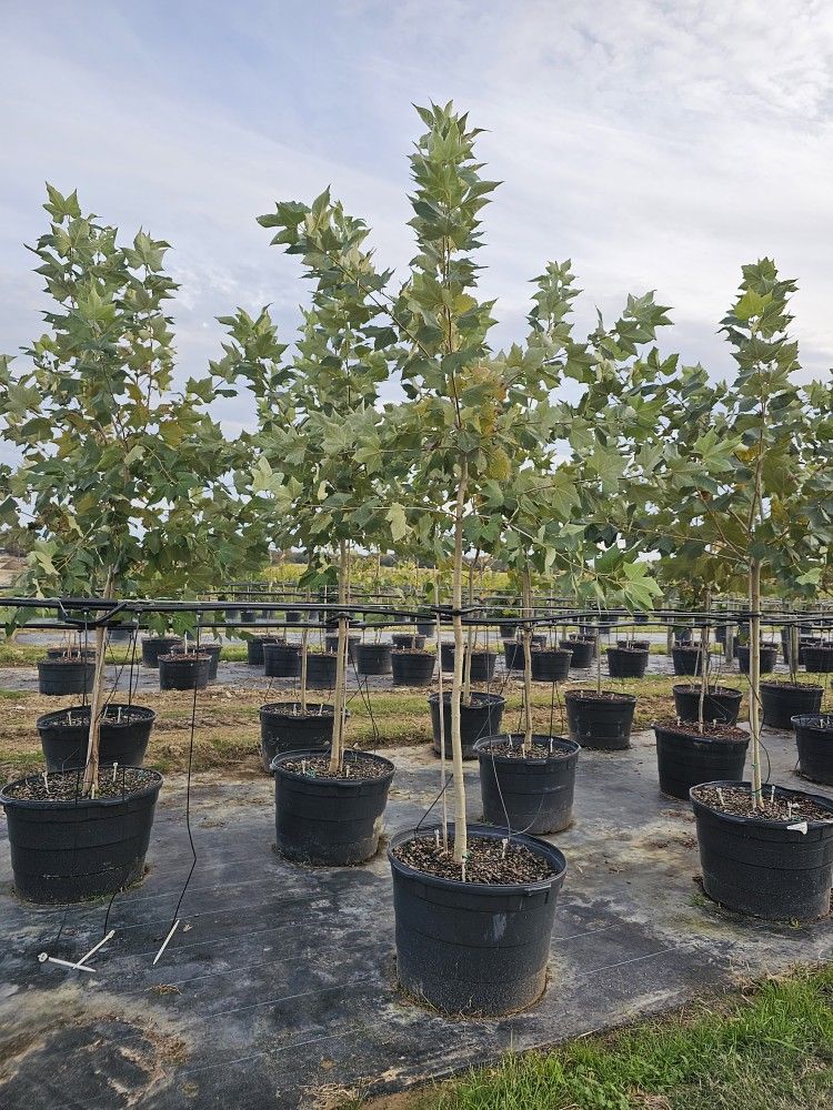 💥💥💥 Beautiful 30g Mexican Sycamore trees $210- free delivery with the purchase of two or more.