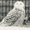 goldowl_tech