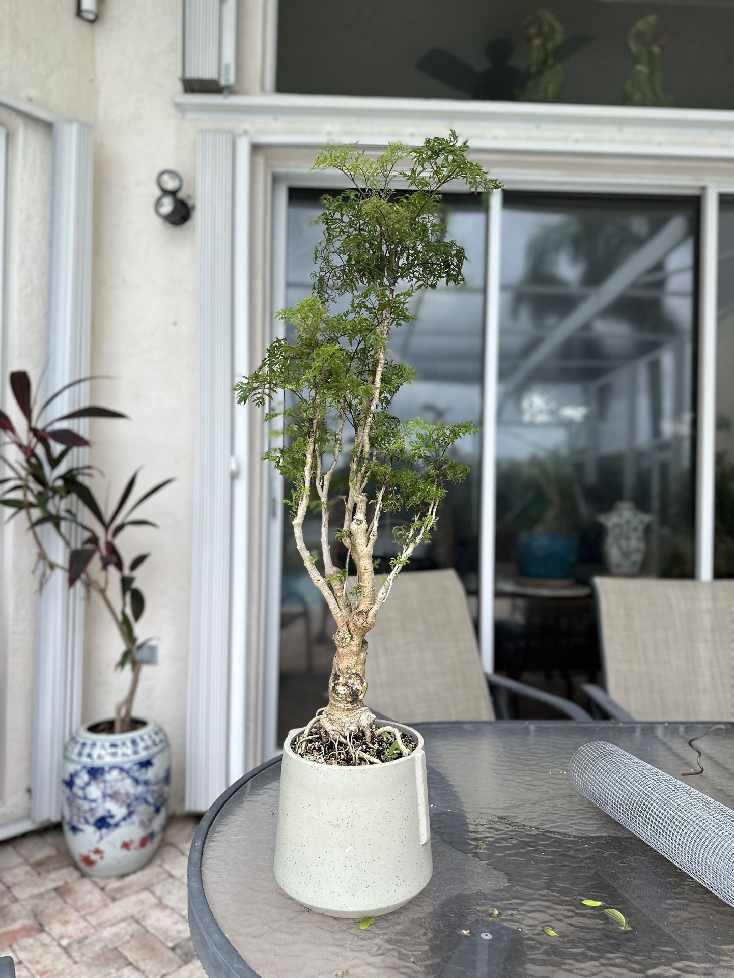 Tropical Plant Bonsai